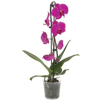 Solo Plant Orkide Q12